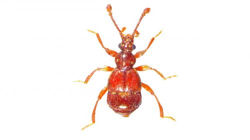 Réf. 219 078 : Brachygluta fossulata